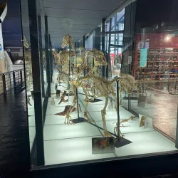 Elder Museum of Science and Technology - Las Palmas de Gran Canaria