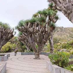 Jardín Botánico Canario Viera y Clavijo - Las Palmas de Gran Canaria