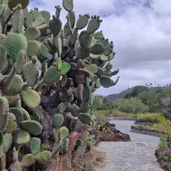 Jardín Botánico Canario Viera y Clavijo - Las Palmas de Gran Canaria