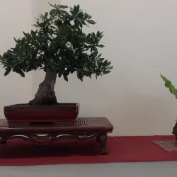 El Casino de Manresa - Manresa