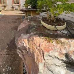 Bonsai Museum (Museo del Bonsái) - Marbella