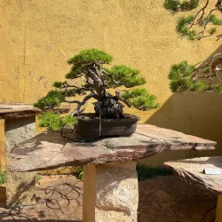 Bonsai Museum (Museo del Bonsái) - Marbella