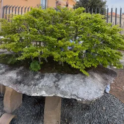 Bonsai Museum (Museo del Bonsái) - Marbella