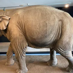 Local Museum of Motilla del Palancar - Motilla del Palancar