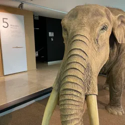 Local Museum of Motilla del Palancar - Motilla del Palancar