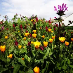 Plaza Mayor - Motilla del Palancar