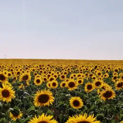 Plaza Mayor - Motilla del Palancar