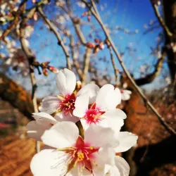 Plaza Mayor - Motilla del Palancar