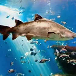 Palma Aquarium - Palma de Mallorca