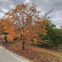 Parque Forestal de Somosaguas - Pozuelo de Alarcon
