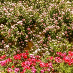 Jardines de Cuenca - Ronda