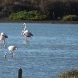 Parque Natural de la Bahía de Cádiz - Rota