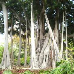 Jardín Botánico (Botanical Garden) - San Cristóbal de La Laguna