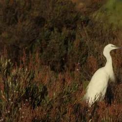 Parque Natural Bahía de Cádiz - San Fernando