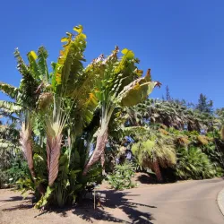 Palmetum de Santa Cruz de Tenerife - Santa Cruz de Tenerife