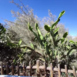 Palmetum de Santa Cruz de Tenerife - Santa Cruz de Tenerife