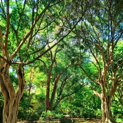 Parque García Sanabria - Santa Cruz de Tenerife