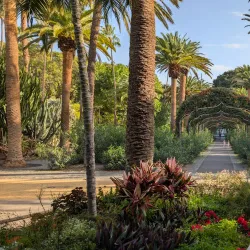 Parque García Sanabria - Santa Cruz de Tenerife