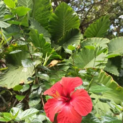 Parque García Sanabria - Santa Cruz de Tenerife