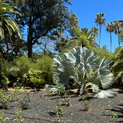 Parque García Sanabria - Santa Cruz de Tenerife