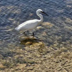 Parque Natural de las Salinas y Arenales de San Pedro del Pinatar - Santa Pola