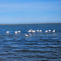 Parque Natural de las Salinas y Arenales de San Pedro del Pinatar - Santa Pola