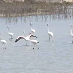Parque Natural de las Salinas y Arenales de San Pedro del Pinatar - Santa Pola