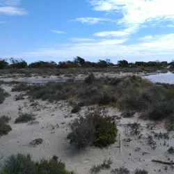 Parque Natural de las Salinas y Arenales de San Pedro del Pinatar - Santa Pola