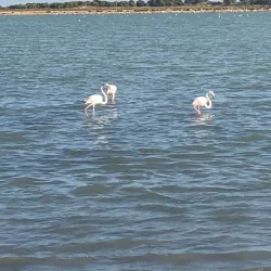 Salinas de Santa Pola (Salt Flats) - Santa Pola