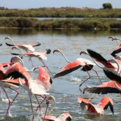 Salinas de Santa Pola (Salt Flats) - Santa Pola