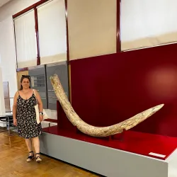 Museo Numantino - Soria