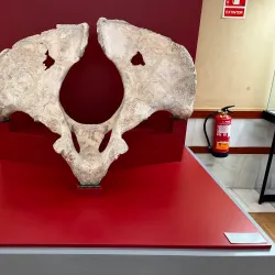 Museo Numantino - Soria