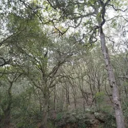 Parc de la Font del Ferro - Torello