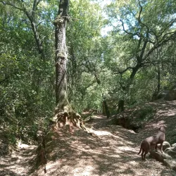 Parc de la Font del Ferro - Torello