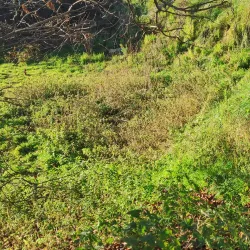 Sant Andreu Church - Torello