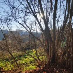 Sant Andreu Church - Torello