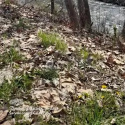 Sant Vicenç de Torelló - Torello