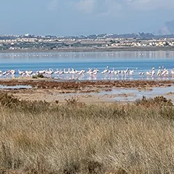 Parque Natural de las Lagunas de La Mata y Torrevieja - Torrevieja