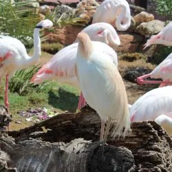 Oceanogràfic - Valencia