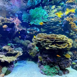 Oceanogràfic - Valencia