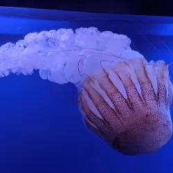 Oceanogràfic - Valencia