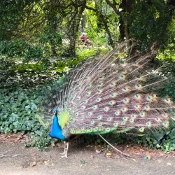 Campo Grande - Valladolid