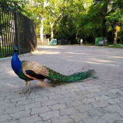 Campo Grande - Valladolid