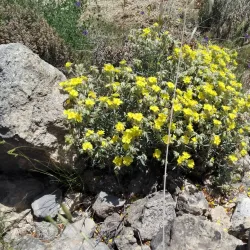 Mercado Municipal de Viver - Viver