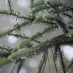 Mirador de Viznar - Viznar
