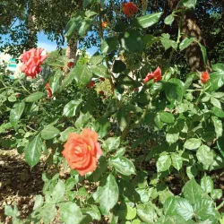 Parque Federico García Lorca - Viznar
