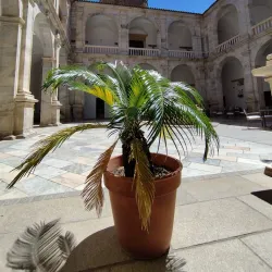 Palacio de los Duques de Feria - Zafra