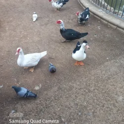 Parque de la Paz - Zafra