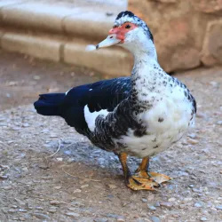 Parque de la Paz - Zafra