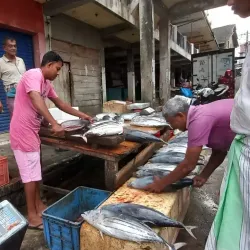 Local Fish Market - Ambalangoda